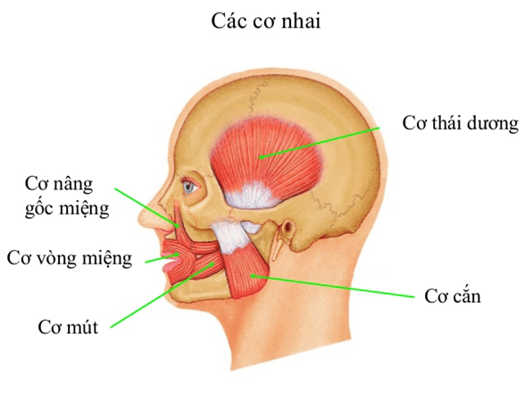 Mewing là phương pháp tập luyện cho hàm có hiệu quả không? Nếu có, tại sao?
