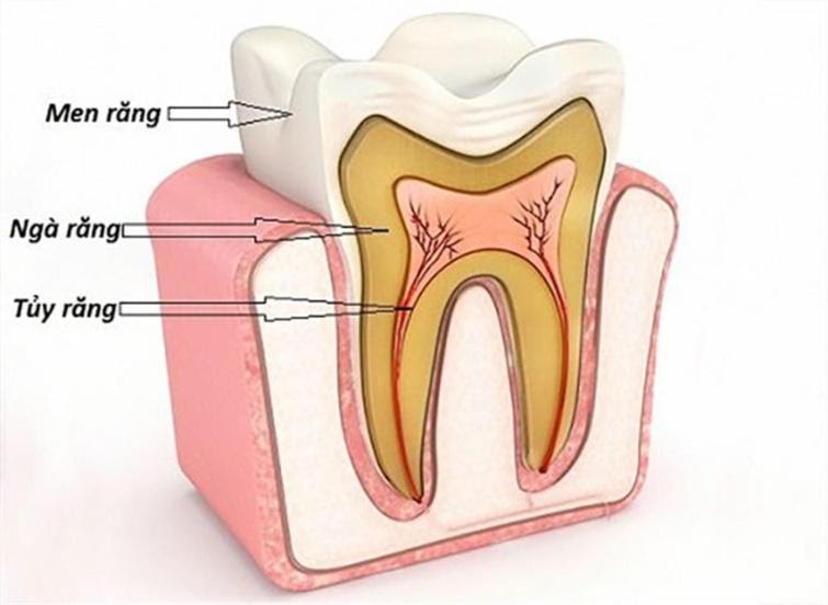Có nên lấy tủy răng cửa để bọc răng vì mục đích thẩm mỹ? Nha khoa Thùy Anh
