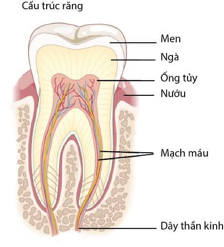 Điều trị tủy răng mất bao lâu?