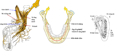 6 cách khắc phục tình trạng tê bì môi sau nhổ răng khôn hàm dưới
