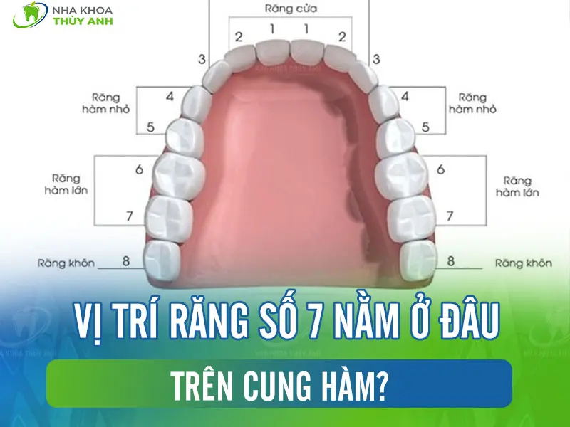 Vị trí răng số 7 nằm ở đâu trên cung hàm?